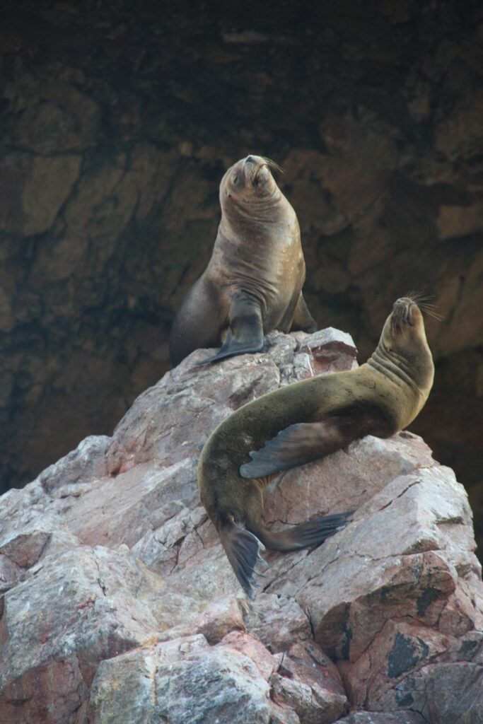 Paracas and Ballestas Islands Tour