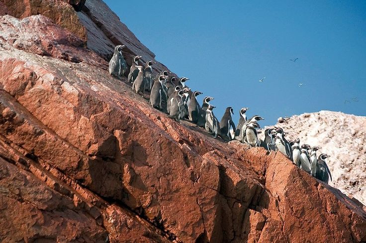 Paracas and Ballestas Islands Tour